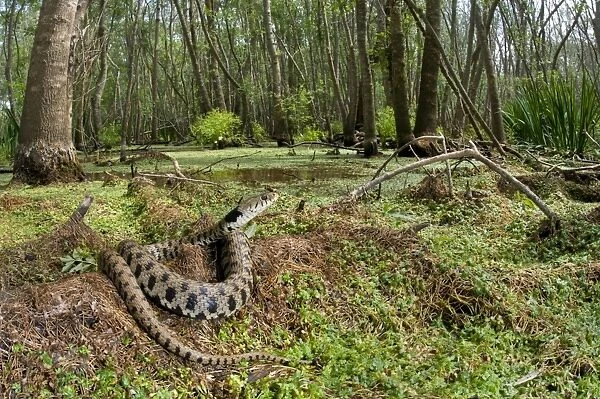 Grass Snake - basking in a forest hydric - Tuscany