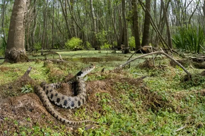 Framed Print : Grass Snake - basking in a forest hydric - Tuscany Framed Print : Grass Snake - basking in a forest hydric - Tuscany
