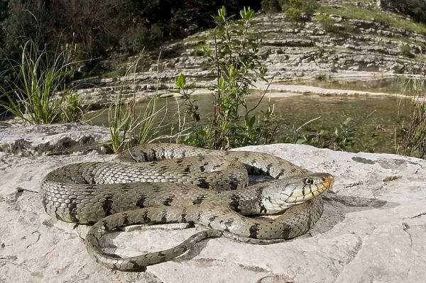 Grass Snake - basking near a stream - Sicily