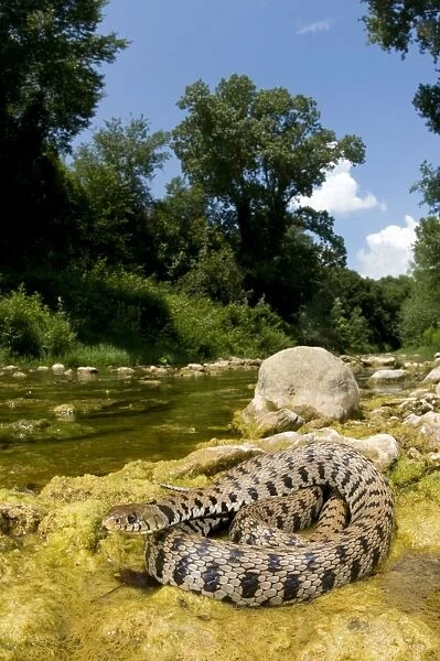 Grass Snake - basking near a stream - Tuscany