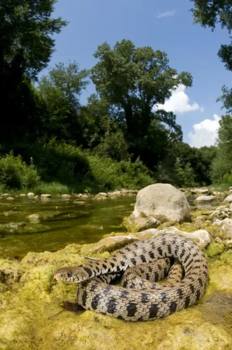 Framed Print : Grass Snake - basking near a stream - Tuscany Framed Print : Grass Snake - basking near a stream - Tuscany