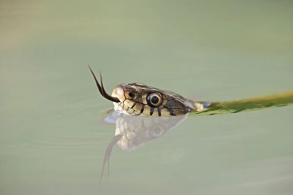 Grass snake – close up swimming with head just above water Bedfordshire UK 004604