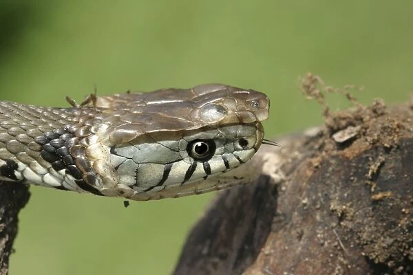 Grass Snake - close-up of head, shedding skin