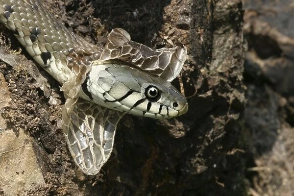 Grass Snake - close-up of head, shedding skin