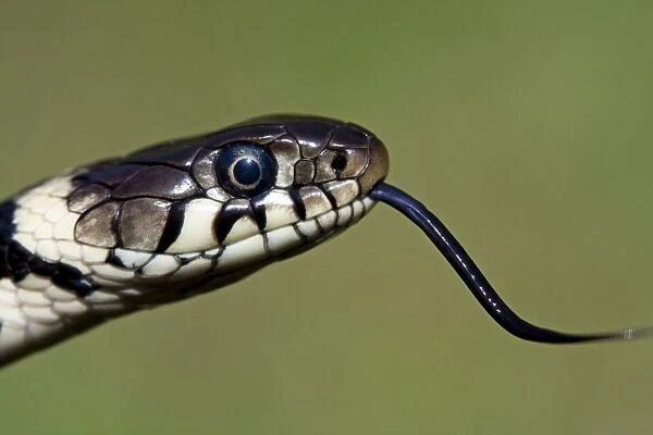 Grass snake - Close-up of the head with tongue flicking out, Wiltshire, England, UK