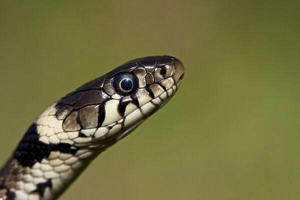 Grass snake - Close-up of head, Wiltshire, England, UK