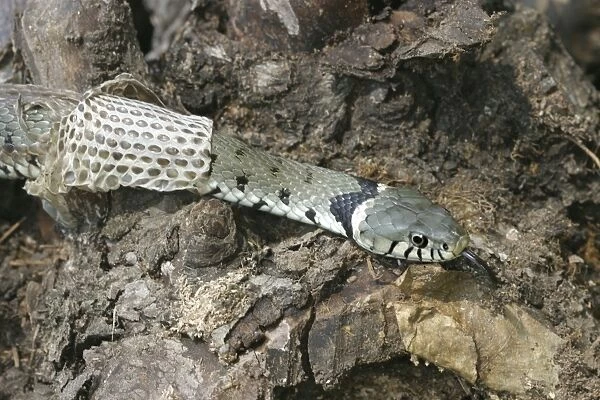 Grass Snake - close-up, shedding skin
