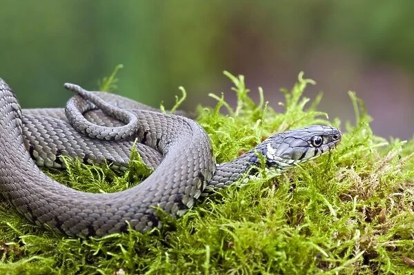 Grass Snake - coiled up in moss at pond edge - Lincolnshire - UK