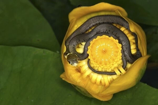 Grass Snake - inside Waterlily flower