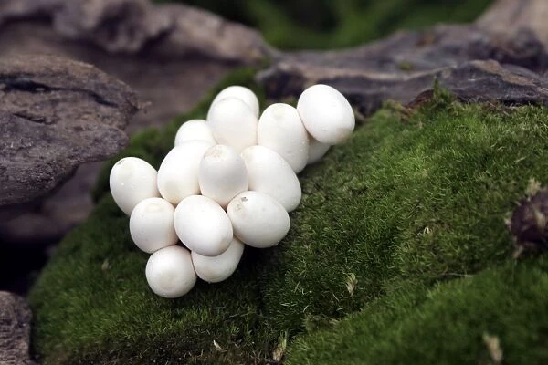 Grass Snake - mass on eggs