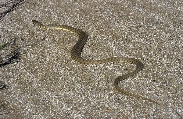 Grass Snake - sand dunes - desert - Caspian sea shore - near Krasnovodsk town - Turkmenistan - spring Tm31. 0455
