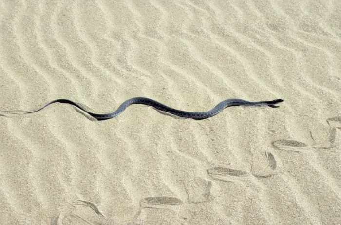 Framed Print : Grass Snake - in sand dunes - near Caspian sea shore - near Krasnovodsk town - Turkmenistan - Spring - April Tm31. 0170(1819) Framed Print : Grass Snake - in sand dunes - near Caspian sea shore - near Krasnovodsk town - Turkmenistan - Spring - April Tm31. 0170(1819)