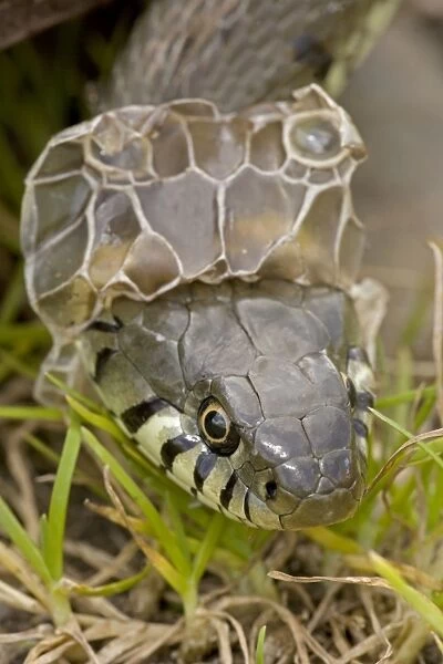 Grass Snake - Shedding Skin - UK - Largely diurnal - Found in nearly all Europe - When disturbed may hiss and strike but rarely bites - Often voids foul-smelling contents of anal gland when handled