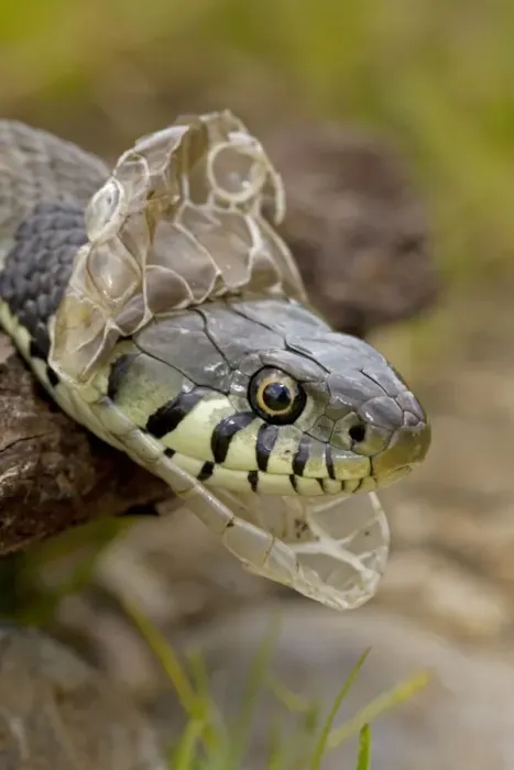 Framed Print : Grass Snake - Shedding Skin - UK - Largely diurnal - Found in nearly all Europe - When disturbed may hiss and strike but rarely bites - Often voids foul-smelling contents of anal gland when handled Framed Print : Grass Snake - Shedding Skin - UK - Largely diurnal - Found in nearly all Europe - When disturbed may hiss and strike but rarely bites - Often voids foul-smelling contents of anal gland when handled