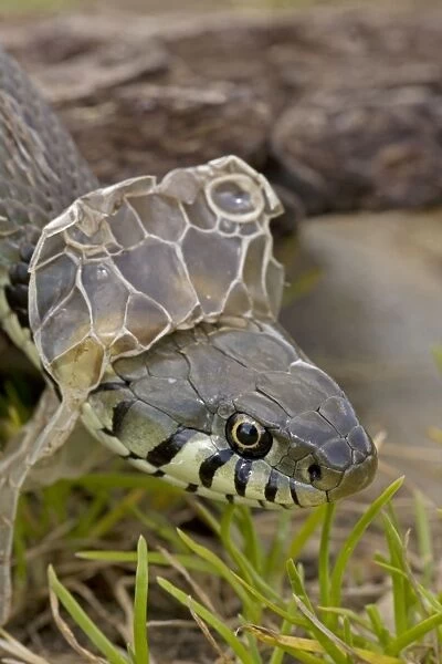 Grass Snake - Shedding Skin - UK - Molting - Largely diurnal - Found in nearly all Europe - When disturbed may hiss and strike but rarely bites - Often voids foul-smelling contents of anal gland when handled