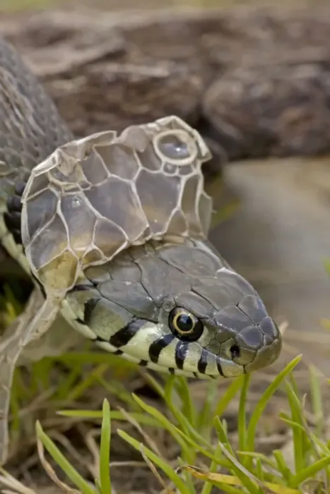 Framed Print : Grass Snake - Shedding Skin - UK - Molting - Largely diurnal - Found in nearly all Europe - When disturbed may hiss and strike but rarely bites - Often voids foul-smelling contents of anal gland when handled