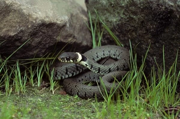 Grass Snake shelter by rocks - Belgium