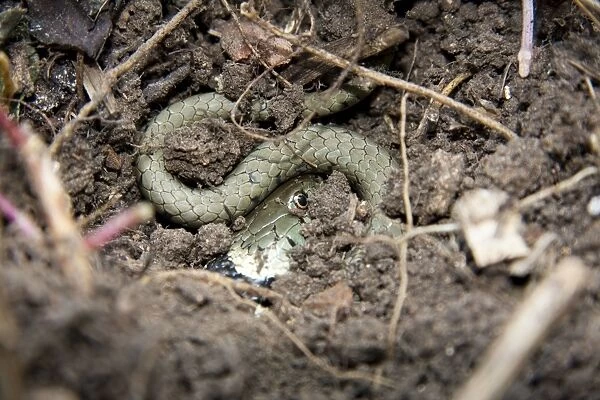 Grass snake - Single adult buried in compost heap, Wiltshire, England, UK