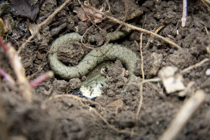 Framed Print : Grass snake - Single adult buried in compost heap, Wiltshire, England, UK Framed Print : Grass snake - Single adult buried in compost heap, Wiltshire, England, UK