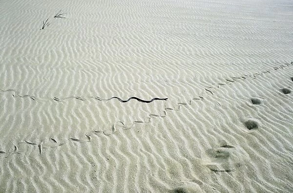 Grass Snake - snake track goes along human track - desert - sand dunes on Caspian sea shore - near Krasnovodsk town - Turkmenistan - Spring - April Tm31. 0365