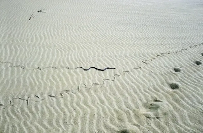 Framed Print : Grass Snake - snake track goes along human track - desert - sand dunes on Caspian sea shore - near Krasnovodsk town - Turkmenistan - Spring - April Tm31. 0365 Framed Print : Grass Snake - snake track goes along human track - desert - sand dunes on Caspian sea shore - near Krasnovodsk town - Turkmenistan - Spring - April Tm31. 0365