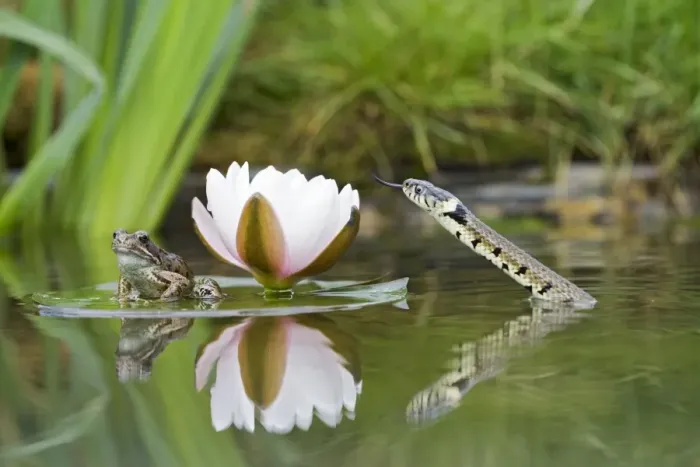 Framed Print : Grass snake – stalks common frog resting on lily pad Bedfordshire UK 004730 Framed Print : Grass snake – stalks common frog resting on lily pad Bedfordshire UK 004730