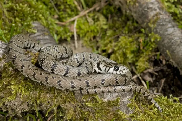 Framed Print : Grass Snake - subspecies - sardo-corsican endemic - Corsica - France