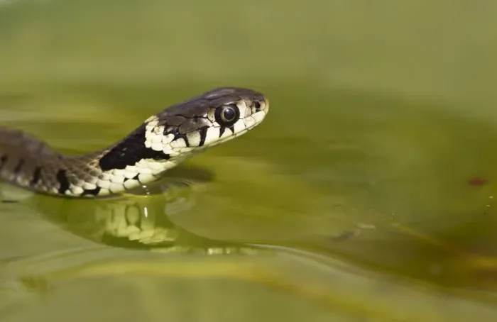 Framed Print : Grass Snake - swimming - Bedfordshire UK 13529 Framed Print : Grass Snake - swimming - Bedfordshire UK 13529
