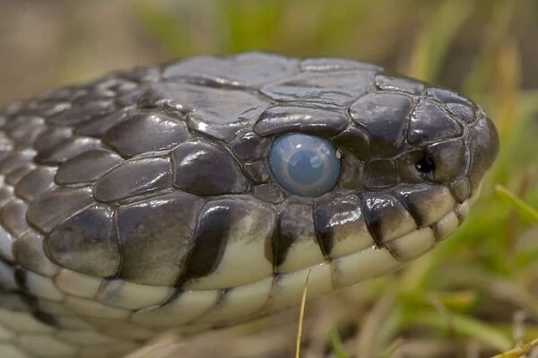 Grass Snake - UK - Head shot - Largely diurnal - Found in nearly all Europe - When disturbed may hiss and strike but rarely bites - Often voids foul-smelling contents of anal gland when handled