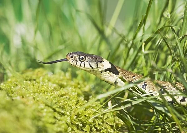 Grass Snake – side view – close up -moving through grass Bedfordshire UK 004628