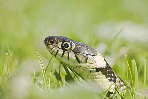 Grass Snake – side view – close up -moving through grass Bedfordshire UK 004651