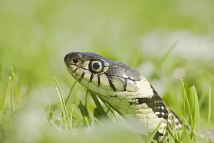 Framed Print : Grass Snake – side view – close up -moving through grass Bedfordshire UK 004651 Framed Print : Grass Snake – side view – close up -moving through grass Bedfordshire UK 004651
