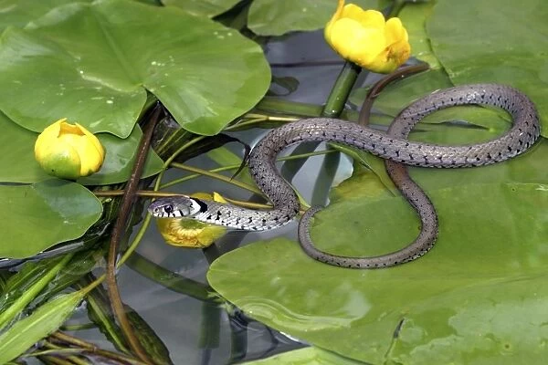 Grass Snake - on waterlily leaves, entering water