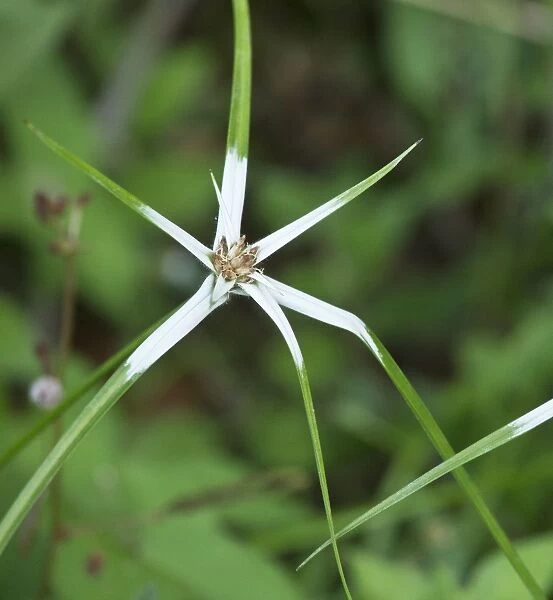 Grass-star  /  Star-grass Trinidad