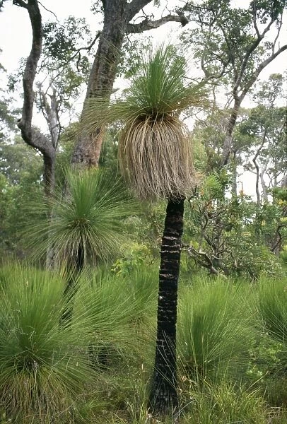 Grass Tree native to Australia