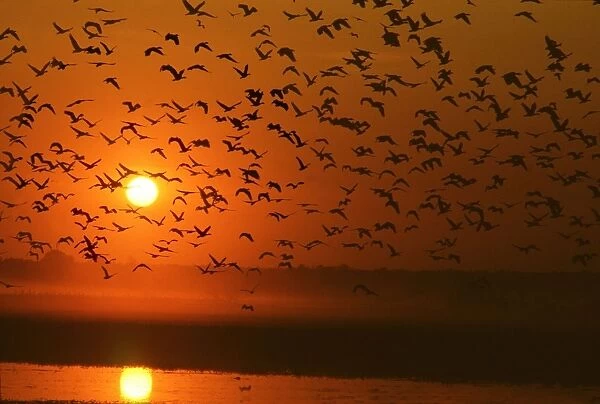Grass Whistle Ducks In flight at sunset 'Yellow Waters' Kakadu National Park, N. T. Australia