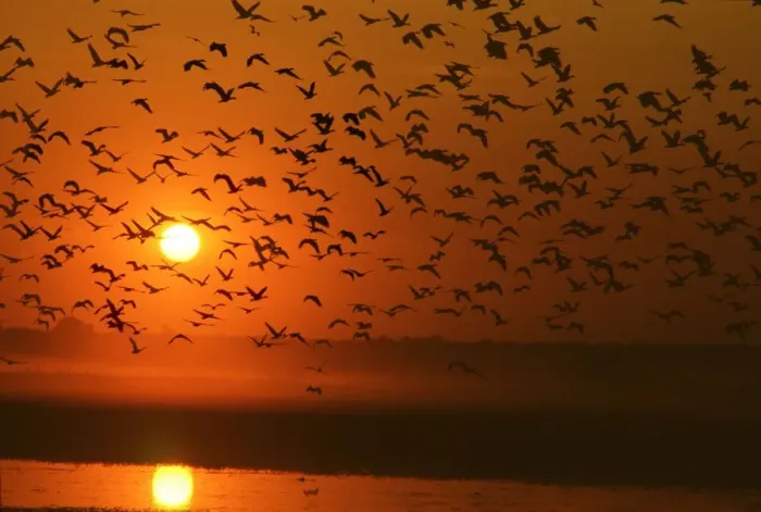 Framed Print : Grass Whistle Ducks In flight at sunset Yellow Waters Kakadu National Park, N. T. Australia Framed Print : Grass Whistle Ducks In flight at sunset Yellow Waters Kakadu National Park, N. T. Australia