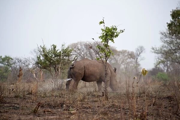 Grass  /  White Rhinoceros - marking territory with urine - Zambia