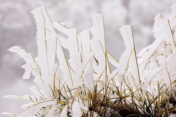 Grasses covered with freezing fog, high in the Fagaras Mountains, southern carpathians, Romania