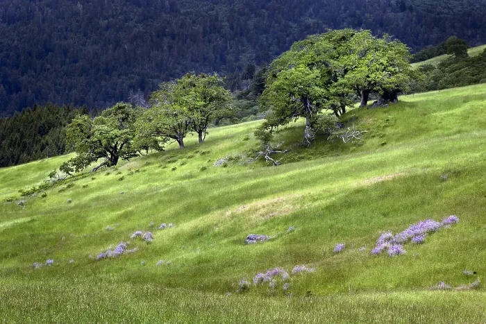 Framed Print : Grasses and trees, Dolason Prairie just off Bald Hills Road, California Date: 02-06-2009 Framed Print : Grasses and trees, Dolason Prairie just off Bald Hills Road, California Date: 02-06-2009
