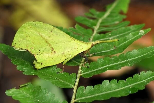 Grasshopper - Danum Valley Conservation Area - Sabah - Borneo - Malaysia