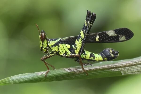 Grasshopper Erawan Nationalpark, Thailand