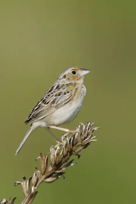 Framed Print : Grasshopper Sparrow - on territory Connecticut, USA Framed Print : Grasshopper Sparrow - on territory Connecticut, USA