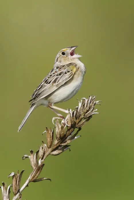 Framed Print : Grasshopper Sparrow - on territory Connecticut, USA Framed Print : Grasshopper Sparrow - on territory Connecticut, USA