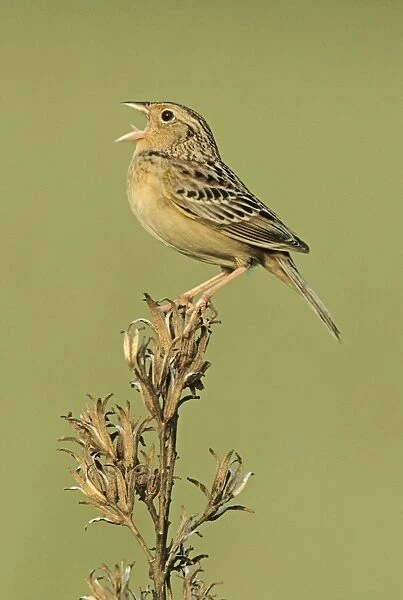 Grasshopper Sparrow - on territory Connecticut, USA