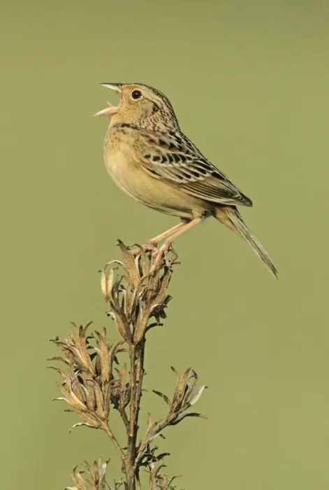 Framed Print : Grasshopper Sparrow - on territory Connecticut, USA Framed Print : Grasshopper Sparrow - on territory Connecticut, USA