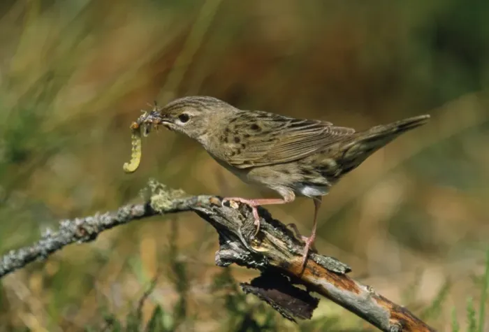 Framed Print : Grasshopper Warbler - with food in beak Framed Print : Grasshopper Warbler - with food in beak
