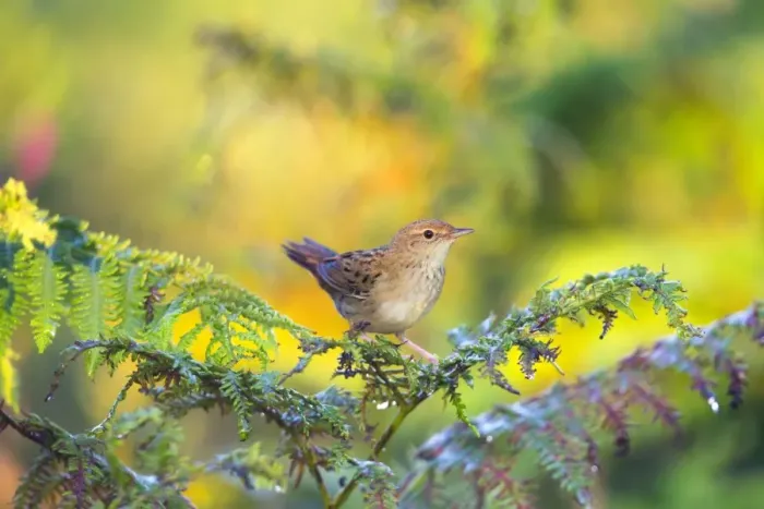 Framed Print : Grasshopper Warbler - Summer - UK - on Bracken Framed Print : Grasshopper Warbler - Summer - UK - on Bracken