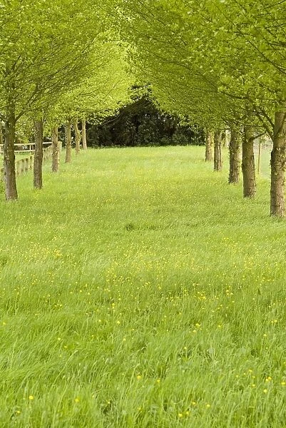 Grassy avenue between trees on a country estate in East Anglia, UK