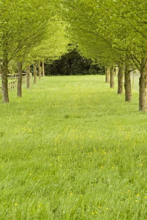 Framed Print : Grassy avenue between trees on a country estate in East Anglia, UK Framed Print : Grassy avenue between trees on a country estate in East Anglia, UK